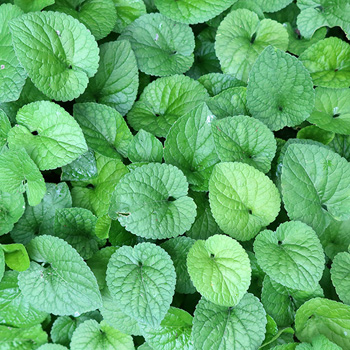  A ground cover that chokes everything in sight. 