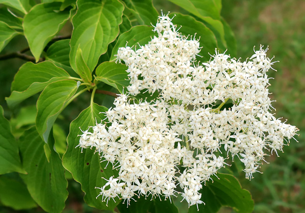 Leaves go yellow in autumn. Have never noticed red stems in winter, doesn't sucker. Leaves go yellow in autumn. Have never noticed red stems in winter, doesn't sucker.