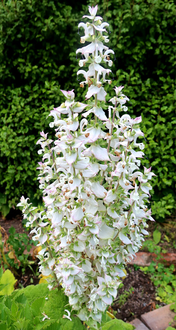  Growing in the Herb Spiral. 