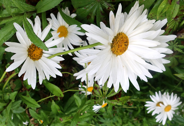 Flopping over after the rain. Flopping over after the rain.