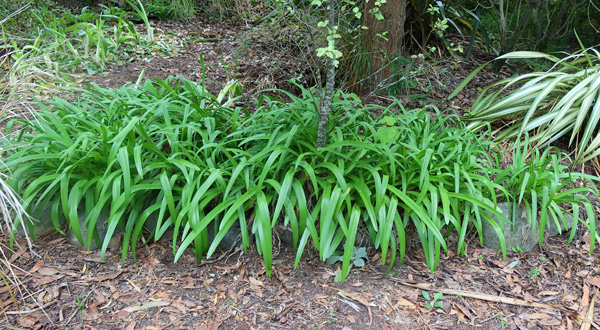  The new plants are up in the left hand corner of the photograph. 
