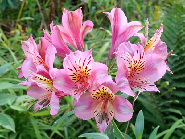  Still flowering - another slow spreader! 