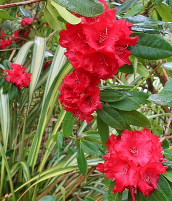  Flowering now. 