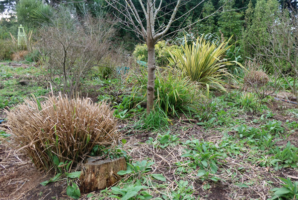  The green plants are Alkanet. and Campion 
