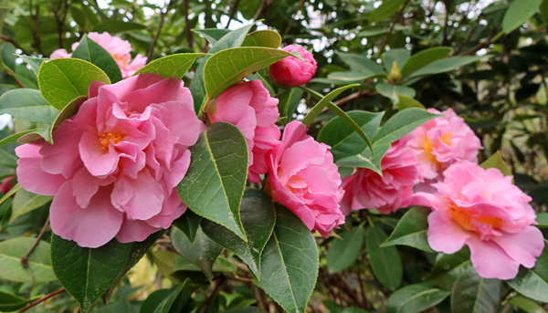  On the side of the driveway lawn 