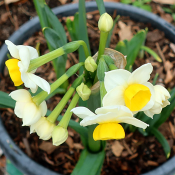  In a pot by the house. 