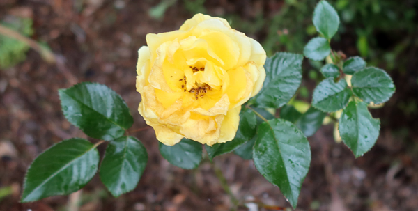  My rose for World Peace, planted back in 2001. 