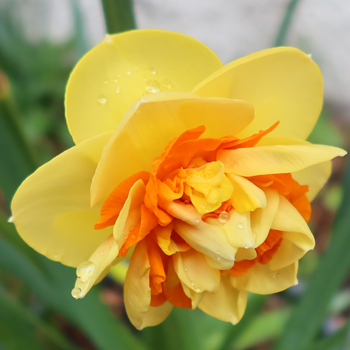  In a pot by the house. 