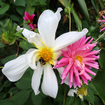  Both rescued and replanted. 