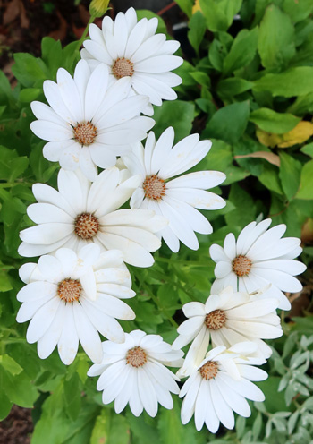  Possibly Arctotis. In a pot by the dog kennels. 
