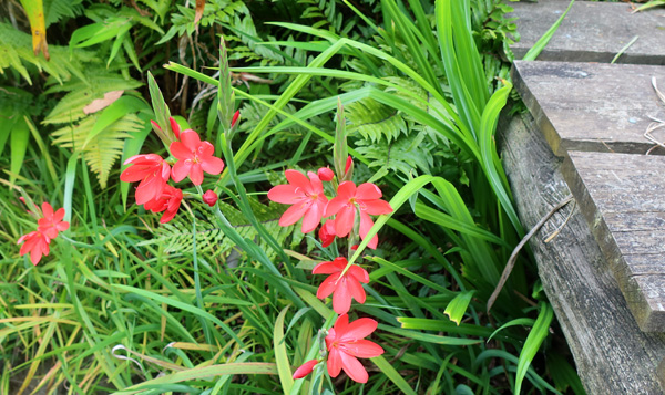 The autumn flowering Schizostylis. The autumn flowering Schizostylis.