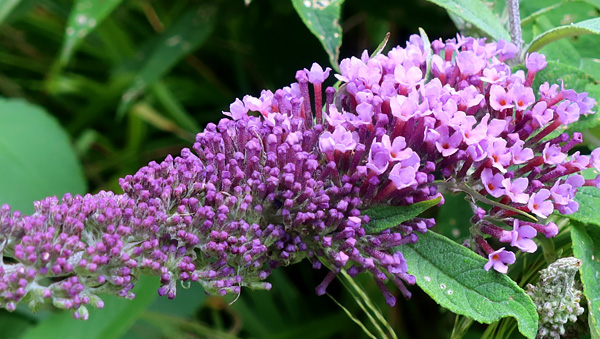  A bee and butterfly shrub 