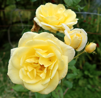 By the bonfire, flowering again. By the bonfire, flowering again.