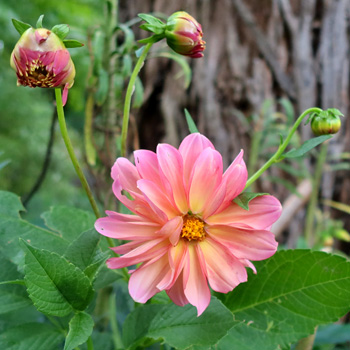  By the big gum tree. 