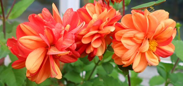 With petals like flames. With petals like flames.