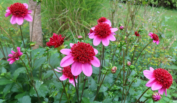 Quite delightful! Quite delightful!