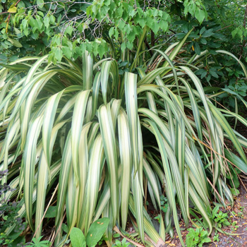  A very pretty striped variety. 