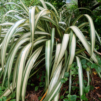  A beautiful striped hybrid. 