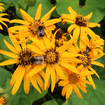  Covered in bumble bees. 