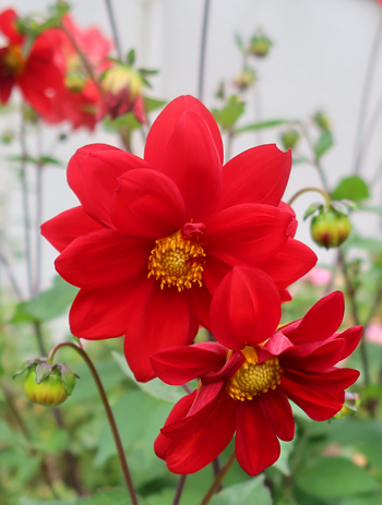 By the house. By the house.