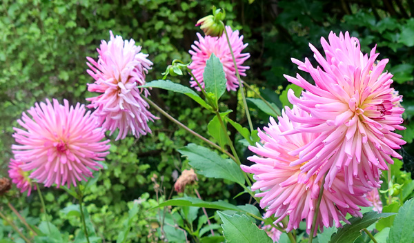  These are no good for the bees. 