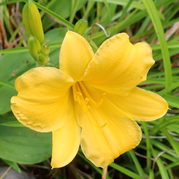  Just one lone flower. 