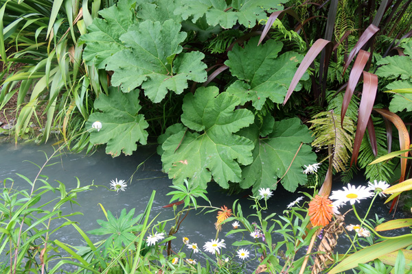  Phormiums, Gunnera, Ferns, Etc. 