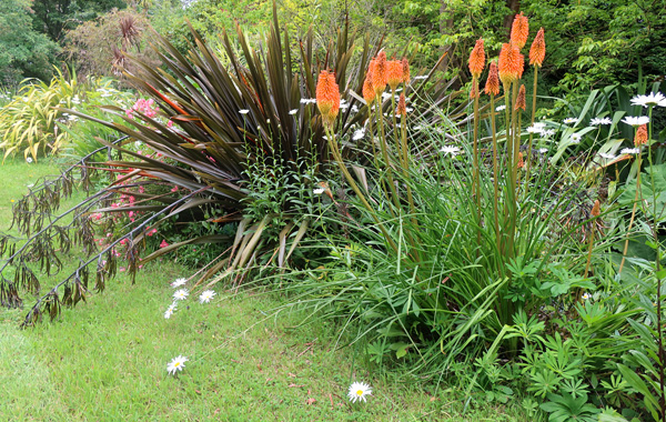  And Phormium flowering stems which have fallen over (they are so heavy). 