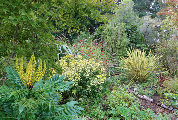 Mahonia, Choisya Sundance, Rosa Moyesii, and Yellow striped Phormium. 