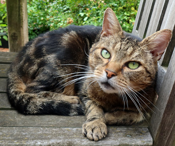 Relaxing on a patio chair. Relaxing on a patio chair.