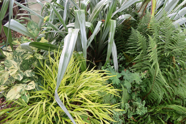  Unknown variegated plant, Hakonechloa, silver Astelia, Geranium, Fern. 