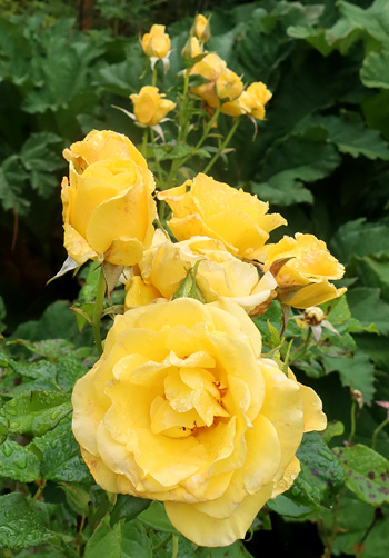 By the water race, second flowering. By the water race, second flowering.