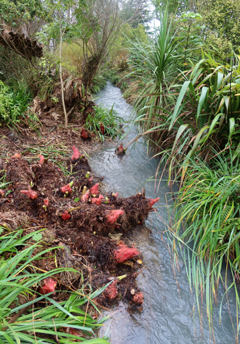 Now to trim those Carex grasses. 
