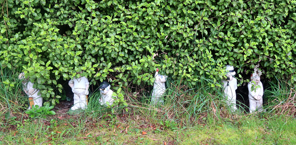 Lurking underneath the Olearia hedge. Lurking underneath the Olearia hedge.