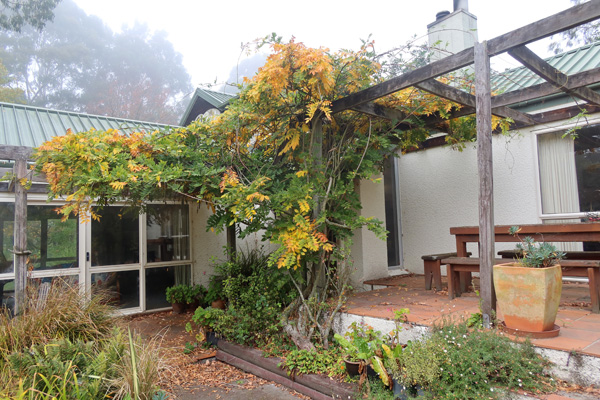 The WIsteria is changing colour. 