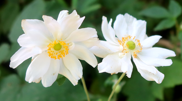  By the house. Autumn flowering! 