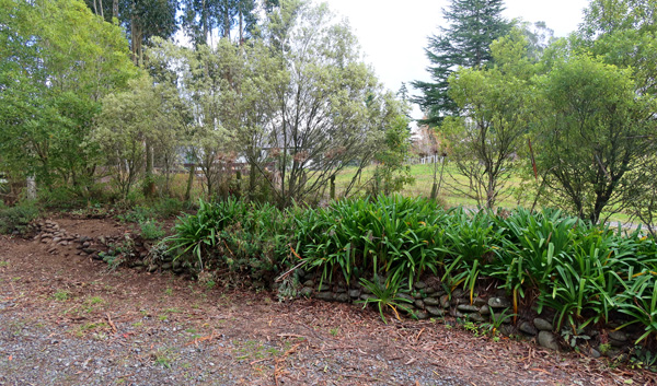  You can see some of the posts behind the Agapanthus. 