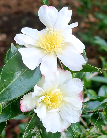  An early Camellia. 