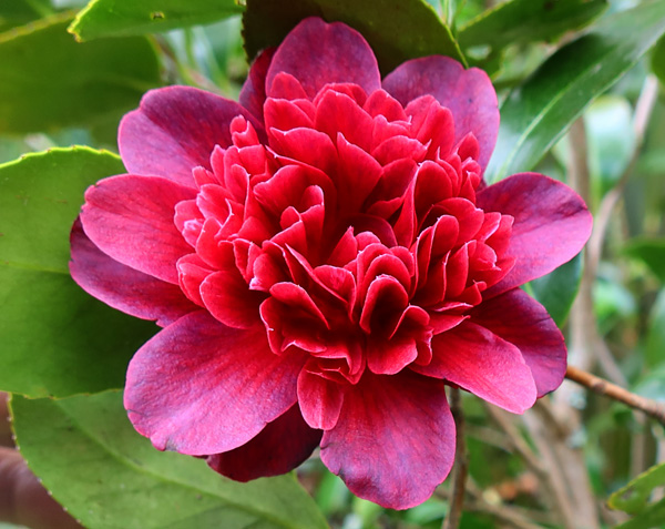  An amazing variety which seems to flower for months. 