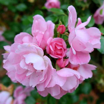  Bravely flowering close to mid-winter. 