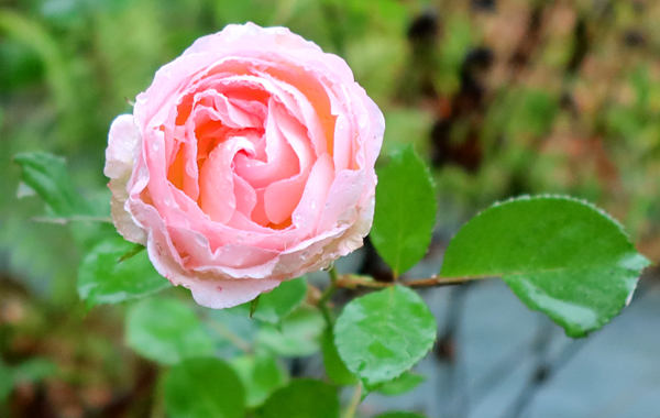  Still flowering. 