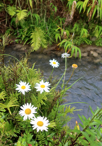 Almost all have been trimmed. Almost all have been trimmed.