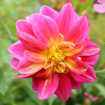  This has been flowering for months now. 