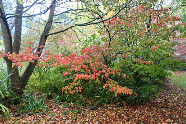  The Maple is the fat tree on the left. 
