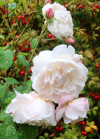 Against a background of Corylus rose hips. Against a background of Corylus rose hips.