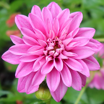 By the house. By the house.