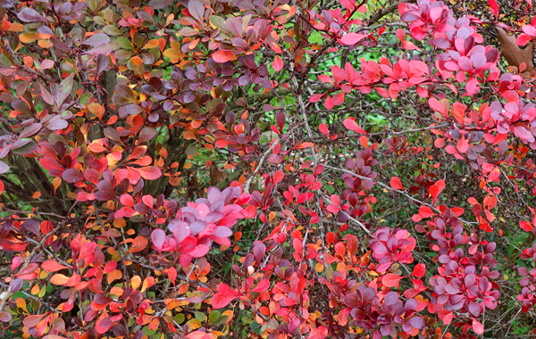  Such a wonderful colour in autumn. 