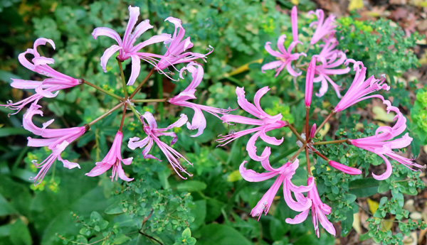  Pretty pink. 