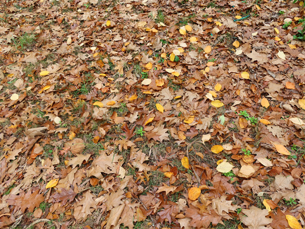  Ready for raking. They turn eventually into leaf mould. 