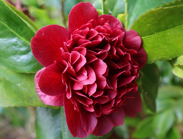 Flowering early. 